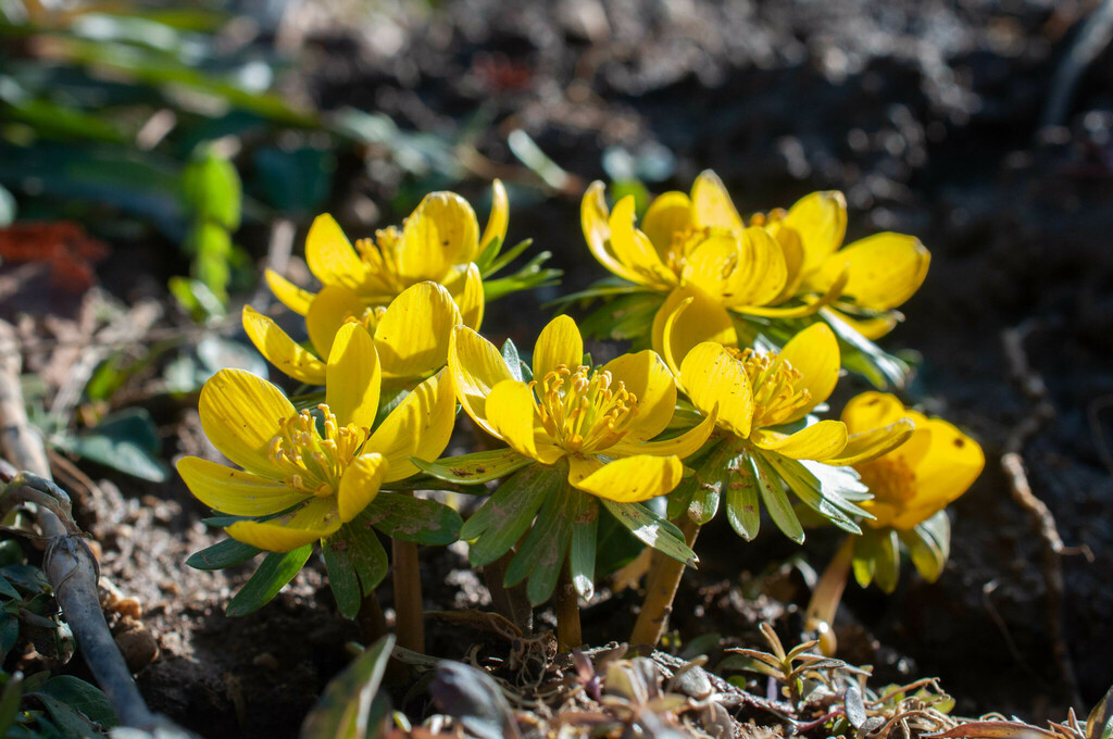 Eranthis hyemalis