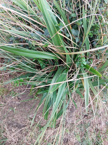 Dianella ensifolia