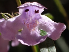 Westringia blakeana