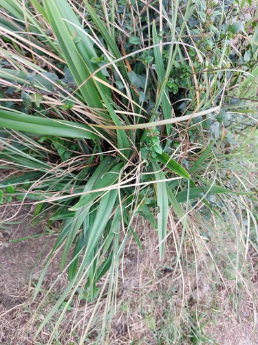 Dianella ensifolia