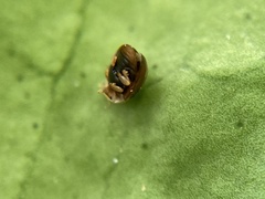 Clitostethus arcuatus