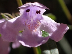 Westringia blakeana