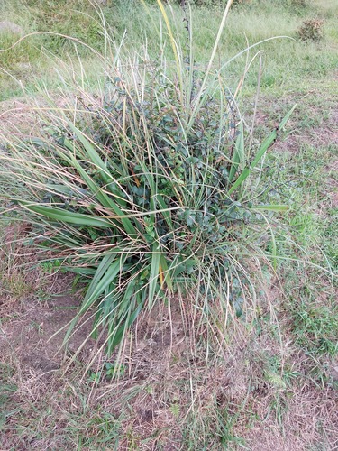 Dianella ensifolia