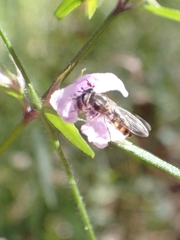 Westringia blakeana