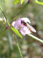 Westringia blakeana