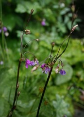Primula matthioli altaica