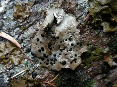 Umbilicaria crustulosa