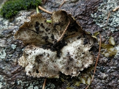 Umbilicaria crustulosa