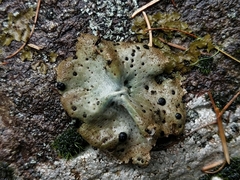 Umbilicaria crustulosa