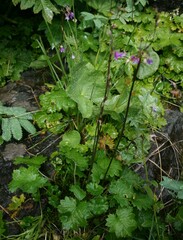Primula matthioli altaica