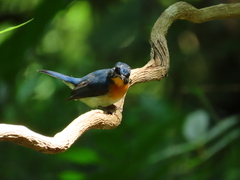 Cyornis sumatrensis