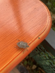 Halyomorpha halys