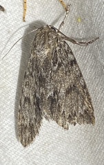 Acronicta longa