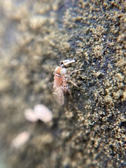 Anagyrus