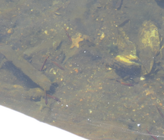 Trachinops caudimaculatus