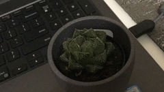 Haworthia cooperi