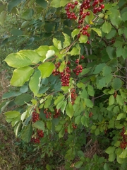 Prunus virginiana