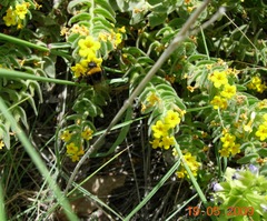 Alkanna orientalis