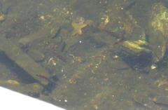 Trachinops caudimaculatus