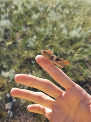 Pyrgodera armata