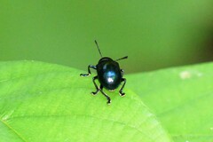 Platycorynus peregrinus