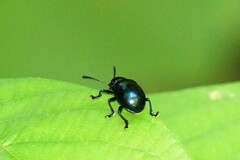 Platycorynus peregrinus