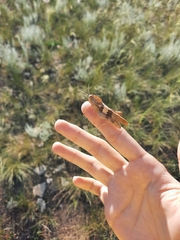 Pyrgodera armata