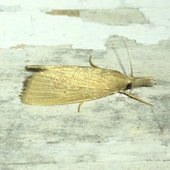 Diatraea