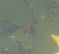 Trachinops caudimaculatus