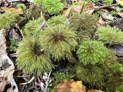 Mniodendron comatum