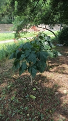 Clerodendrum japonicum