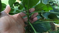 Clerodendrum japonicum