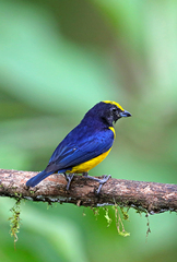 Euphonia saturata