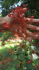 Clerodendrum japonicum