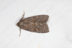 Parastichtis suspecta