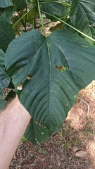 Clerodendrum japonicum