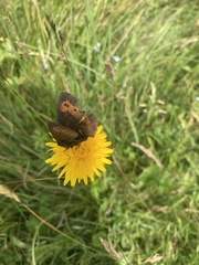 Erebia euryale