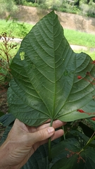 Clerodendrum japonicum