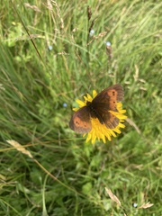Erebia euryale