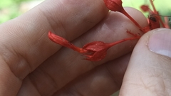 Clerodendrum japonicum