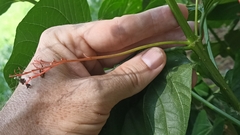 Clerodendrum japonicum