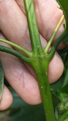 Clerodendrum japonicum