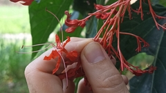 Clerodendrum japonicum