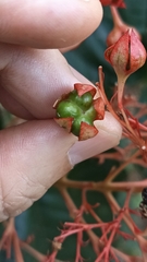 Clerodendrum japonicum