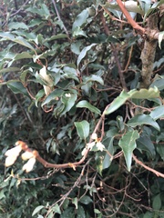 Elaeagnus thunbergii
