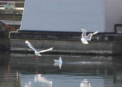 Chroicocephalus novaehollandiae