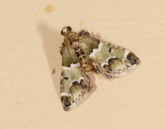 Arescoptera idiotypa