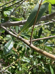 Cartrema
