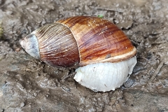 Megalobulimus popelairianus