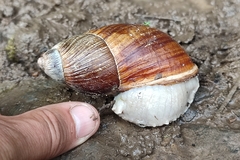 Megalobulimus popelairianus